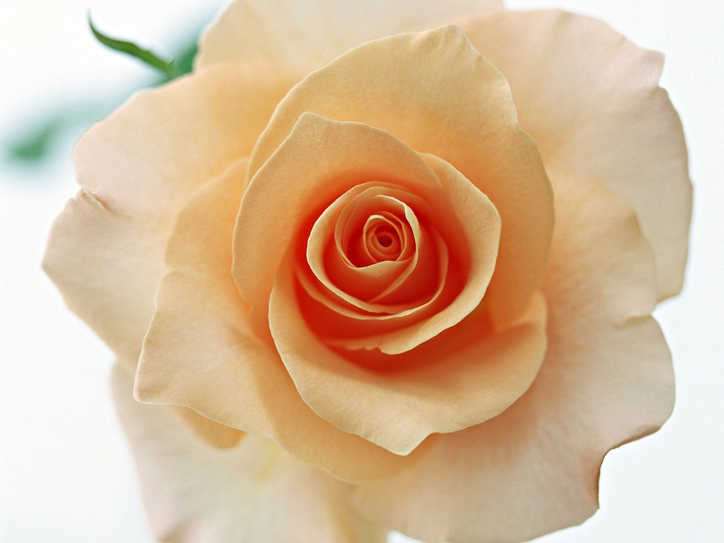 Rose Photo Wallpaper (4) #14 - 1024x768