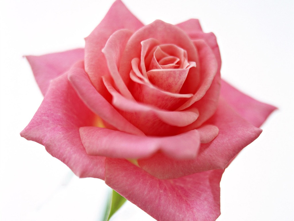 Rose Photo Wallpaper (4) #15 - 1024x768