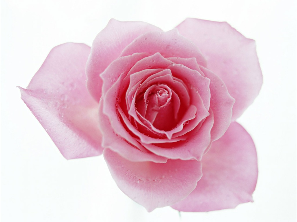 Rose Photo Wallpaper (4) #16 - 1024x768