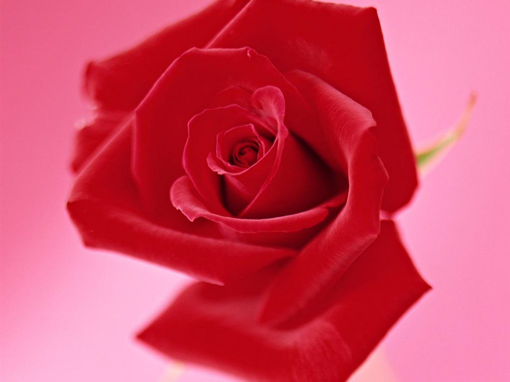 Rose Photo Wallpaper (4) #20 - 1024x768