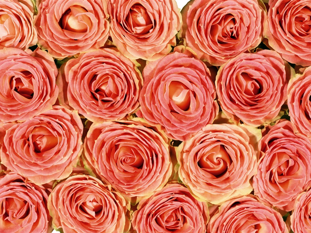 玫瑰写真 壁纸(五)14 - 1024x768
