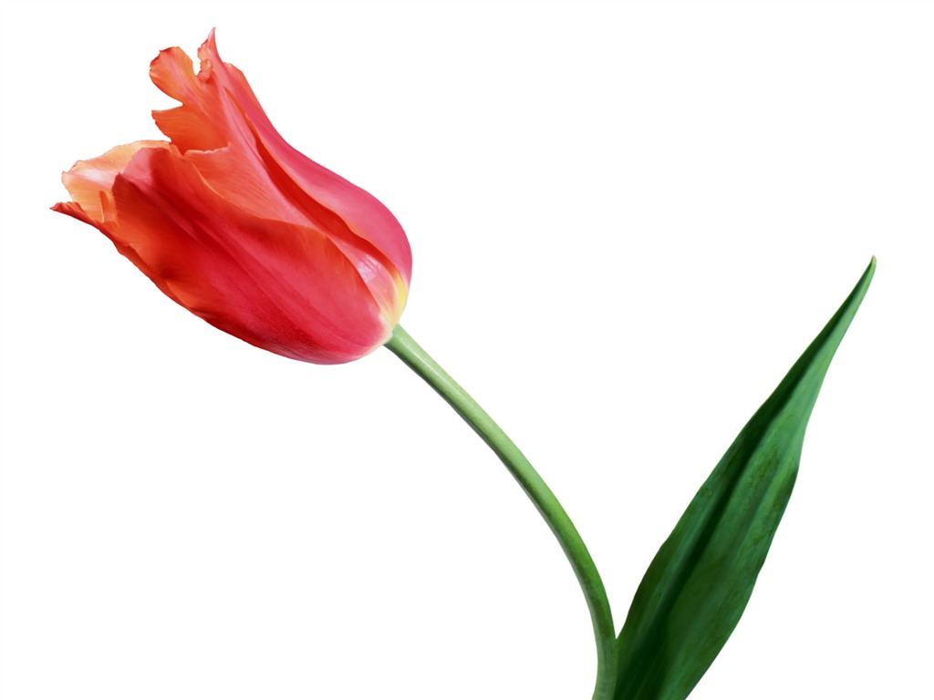 Tulip wallpaper album (1) #8 - 1024x768