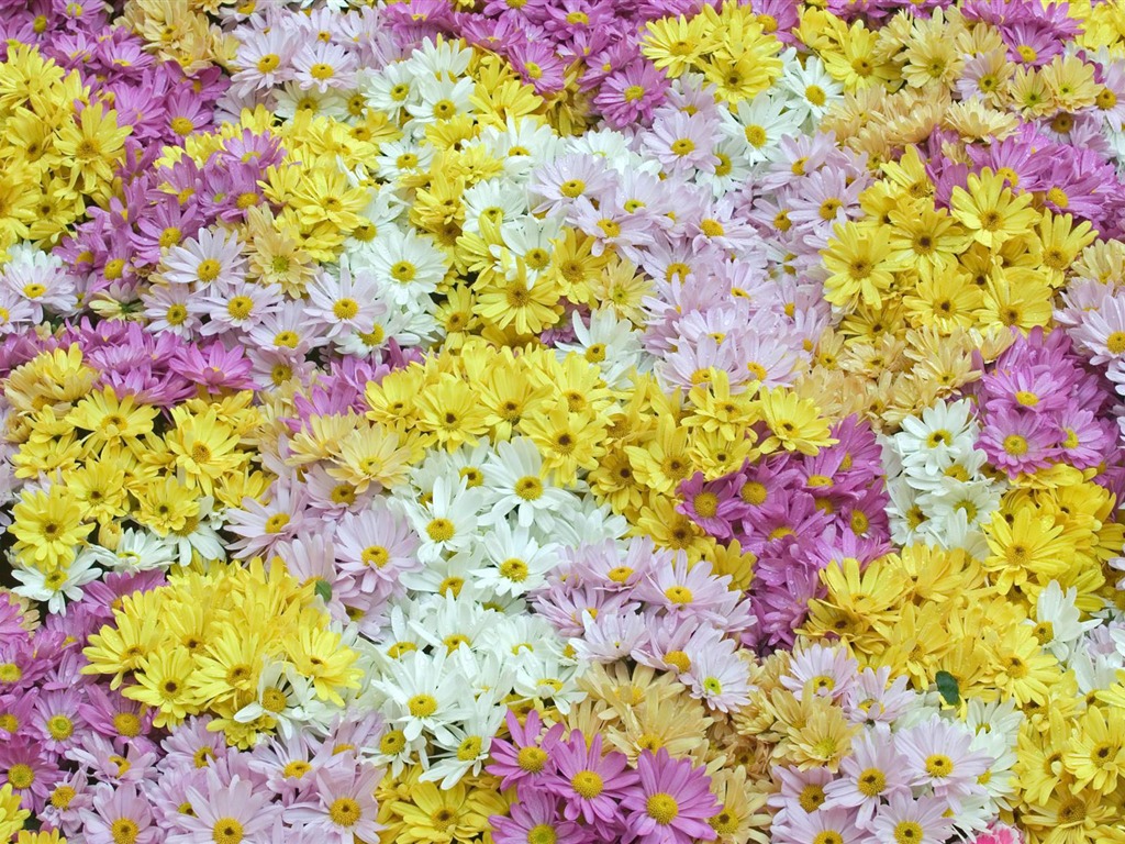와이드 스크린 벽지의 꽃 가까이에서 (12)까지 #6 - 1024x768