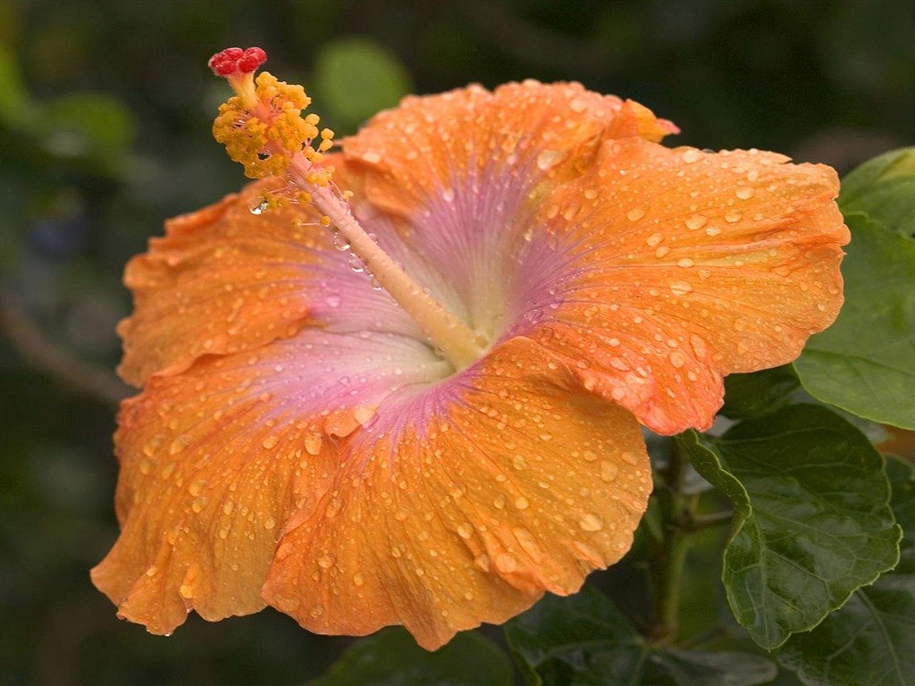 寬屏鮮花特寫 壁紙(12) #9 - 1024x768