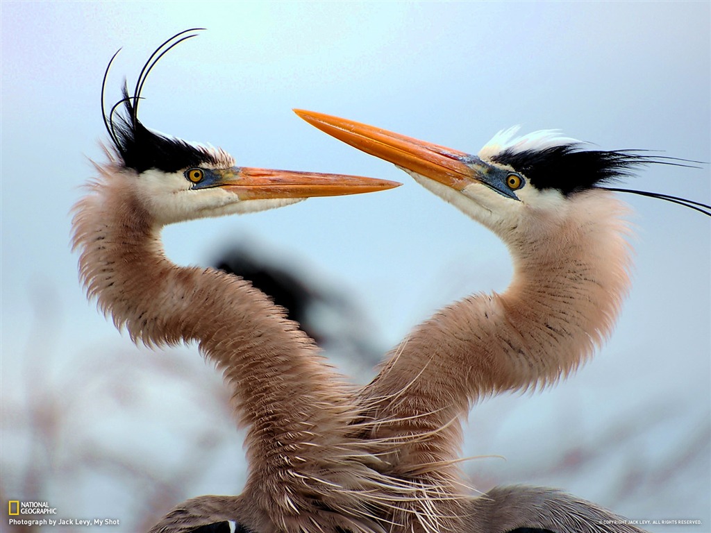 National Geographic zvířecí tapety album (7) #7 - 1024x768