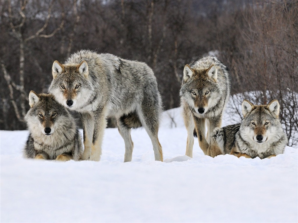 Animal Wallpaper Collection (20) #2 - 1024x768