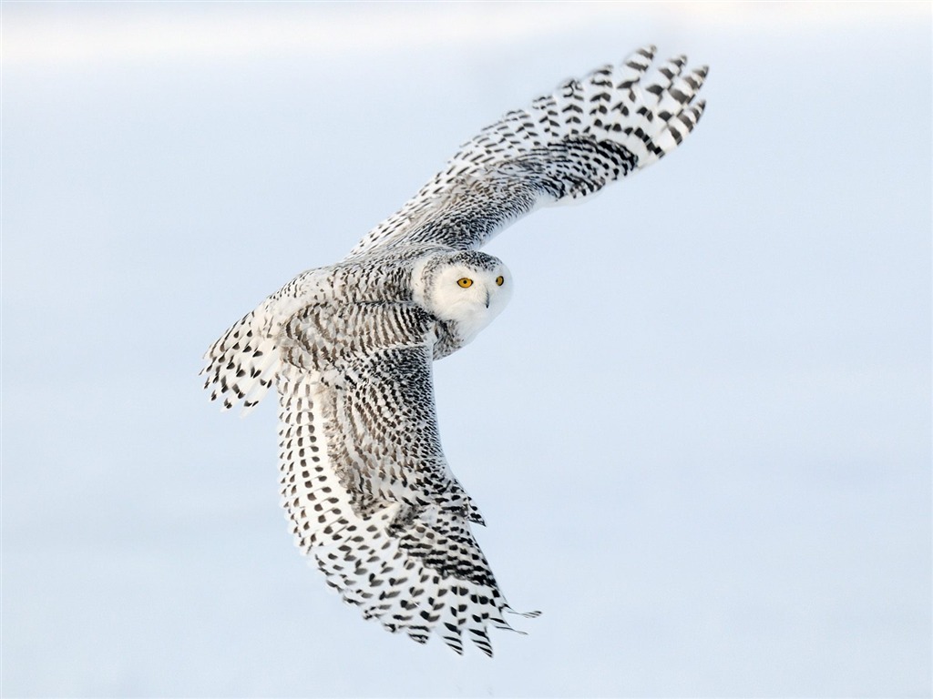 Animal Wallpaper Collection (20) #20 - 1024x768