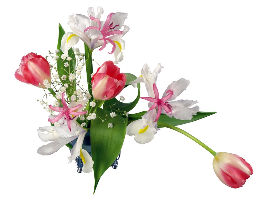 Tulip tapety album (2) #2 - 1024x768