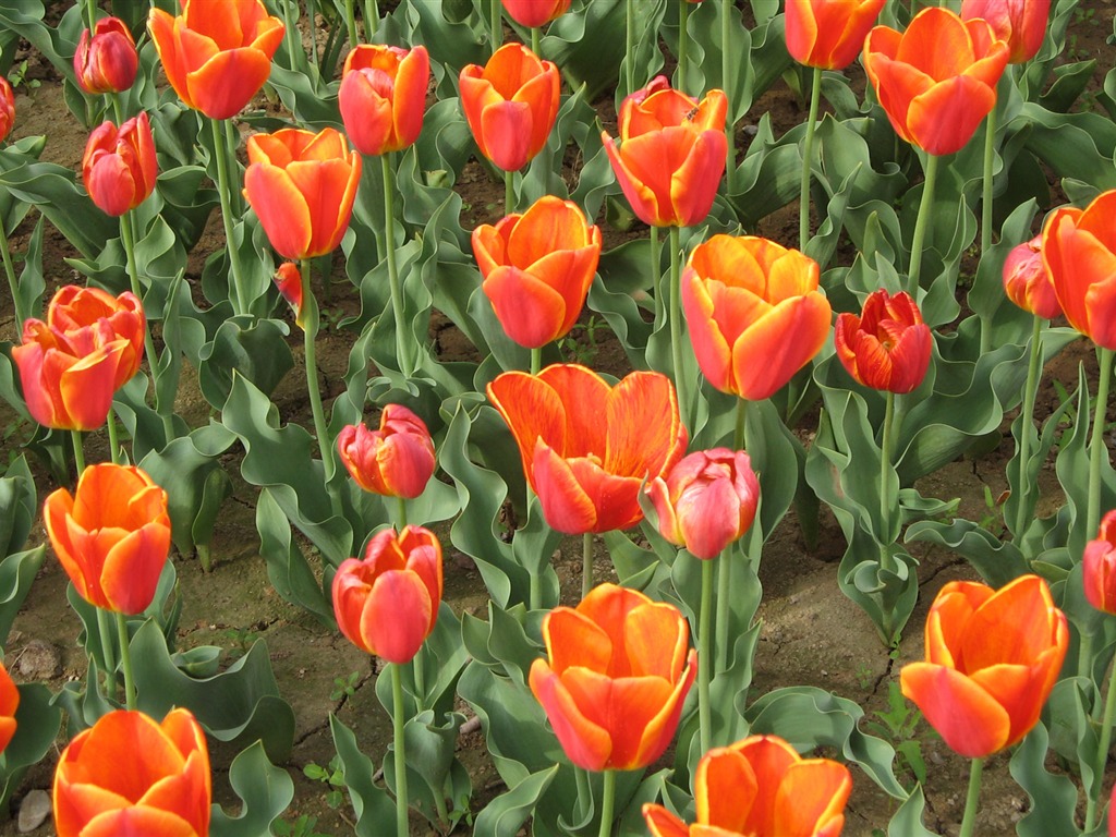 Tulip tapety album (4) #10 - 1024x768