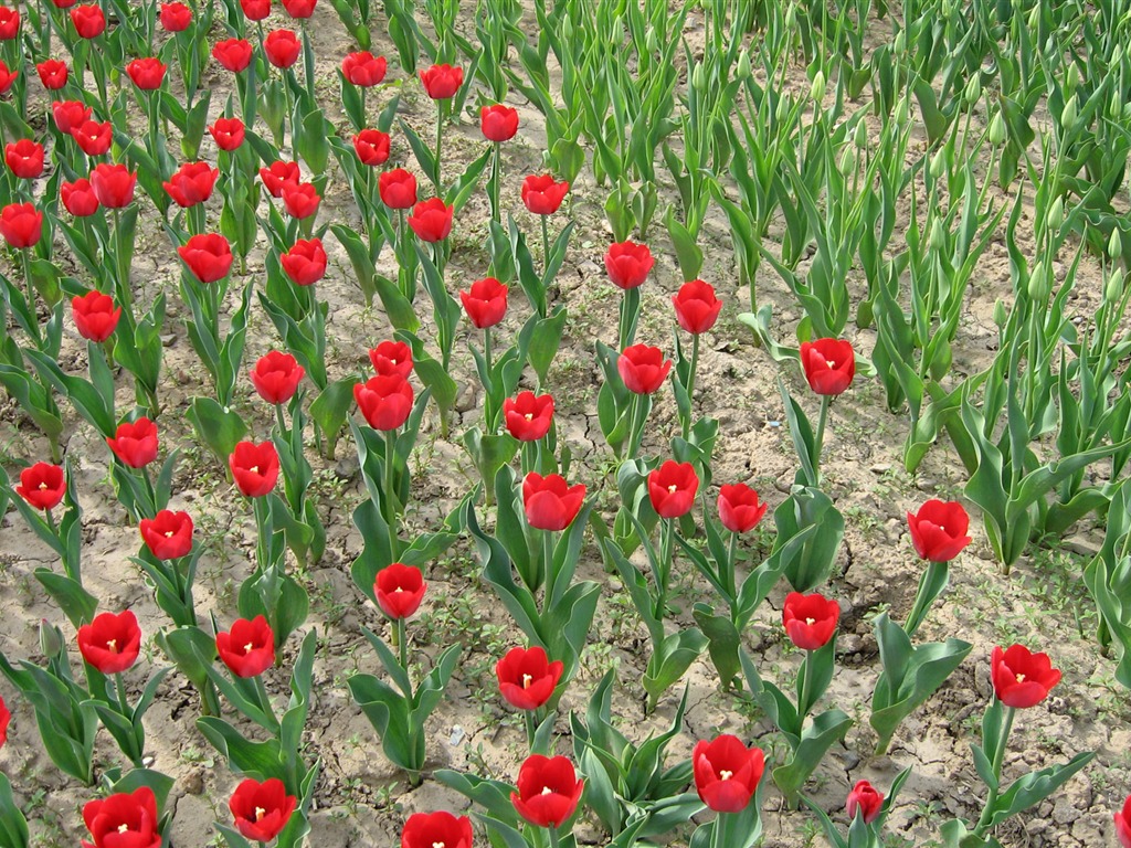 Tulip álbum de fondo de pantalla (4) #17 - 1024x768