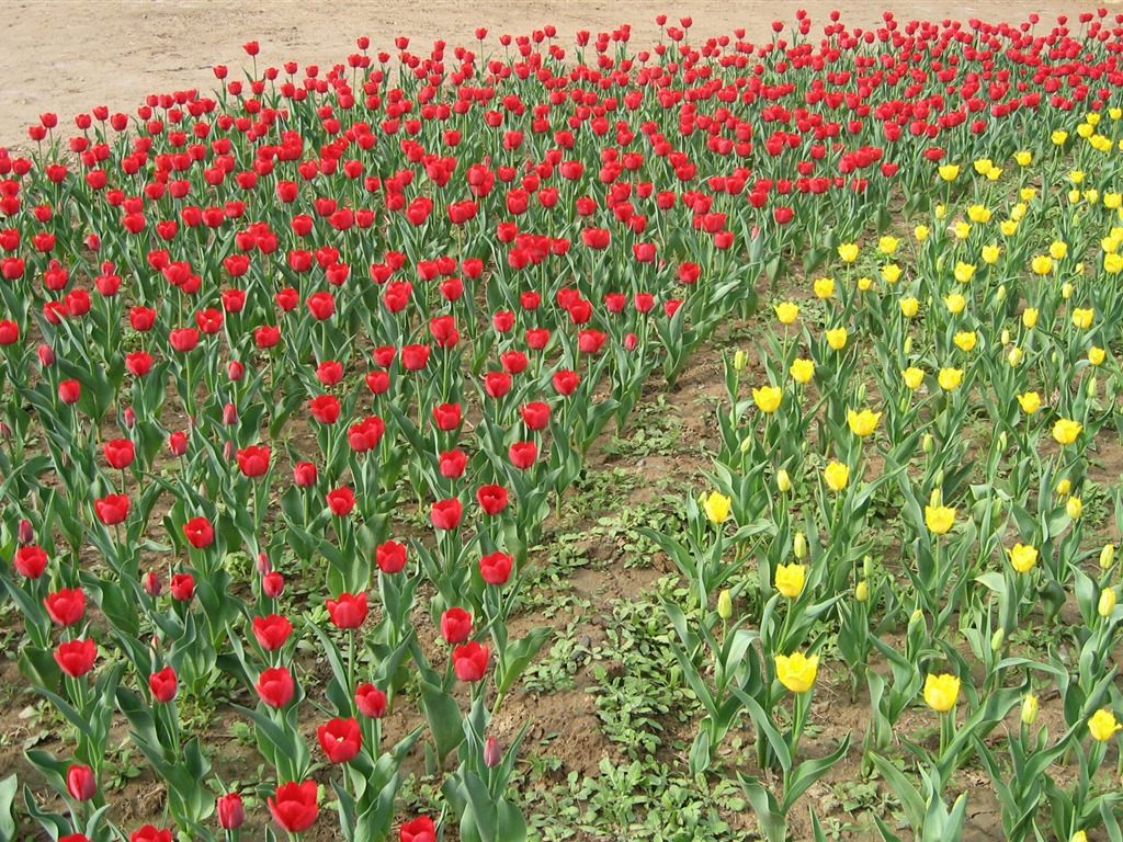 Tulip álbum de fondo de pantalla (4) #18 - 1024x768