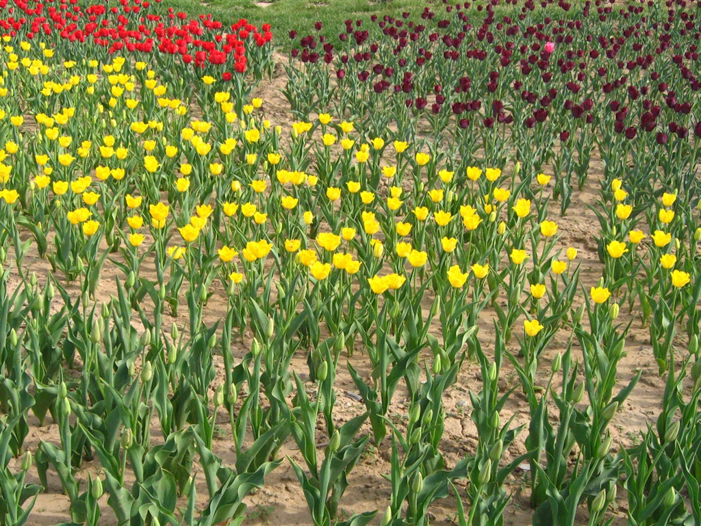 Tulip álbum de fondo de pantalla (4) #19 - 1024x768