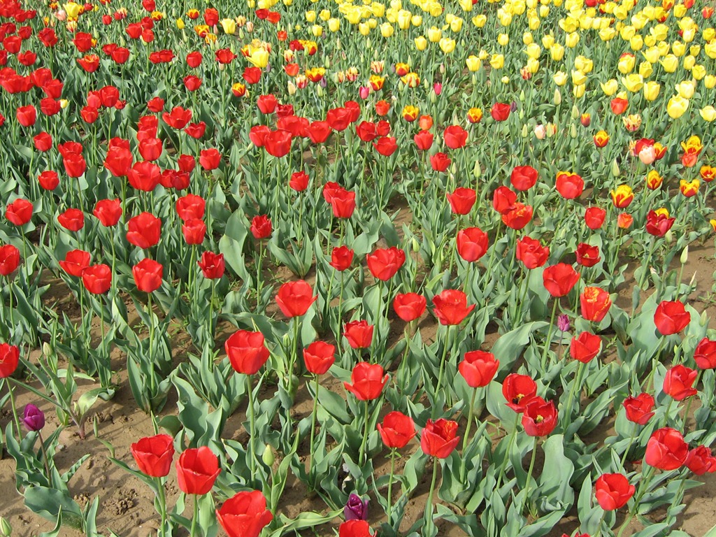 Tulip álbum de fondo de pantalla (4) #20 - 1024x768