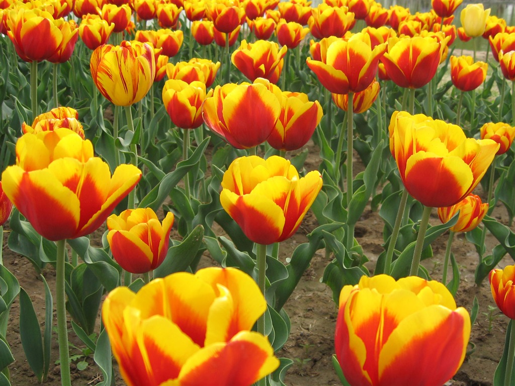 Tulip tapety album (5) #13 - 1024x768
