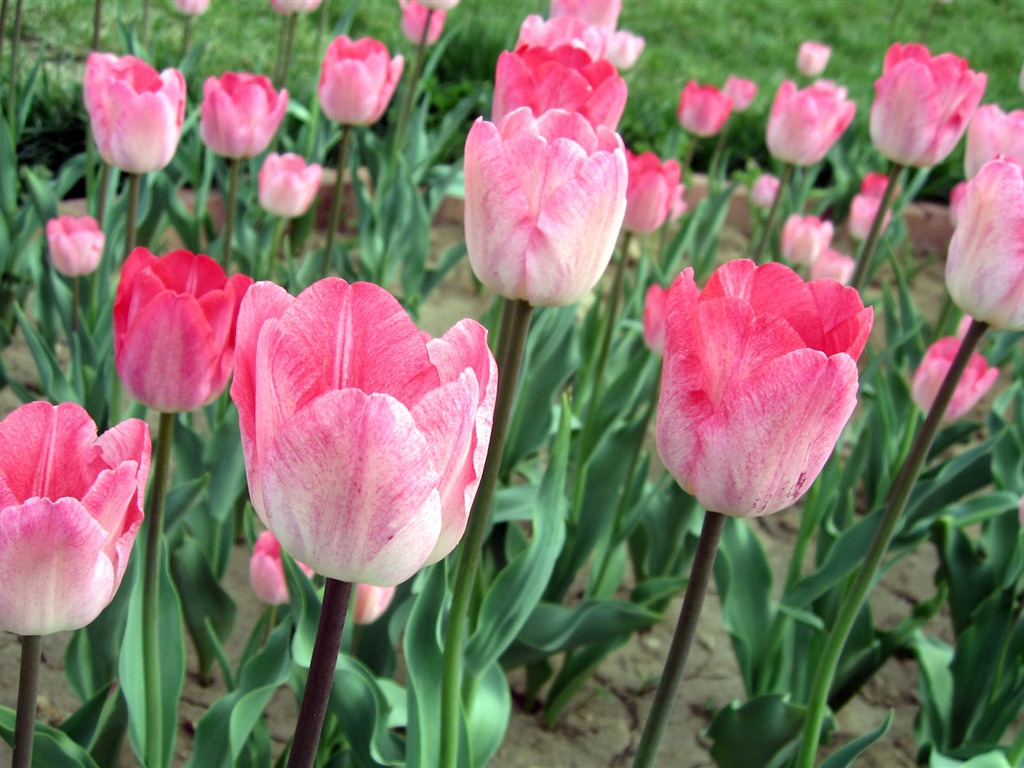 Fond d'écran album Tulip (6) #1 - 1024x768