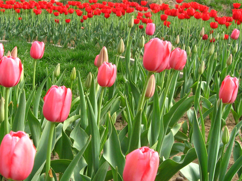 Fond d'écran album Tulip (6) #7 - 1024x768