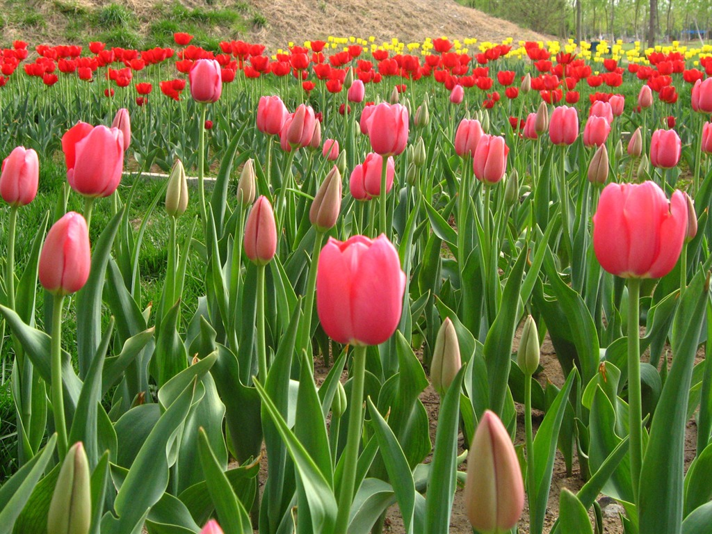 Tulip wallpaper album (6) #8 - 1024x768