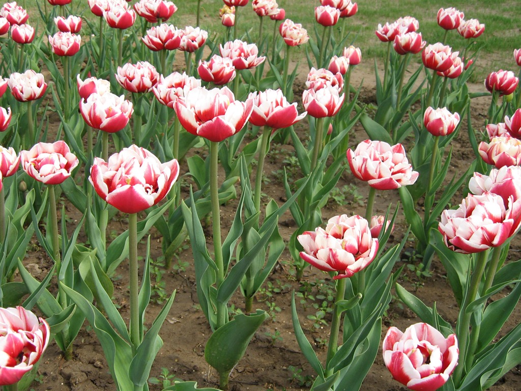 Fond d'écran album Tulip (6) #14 - 1024x768