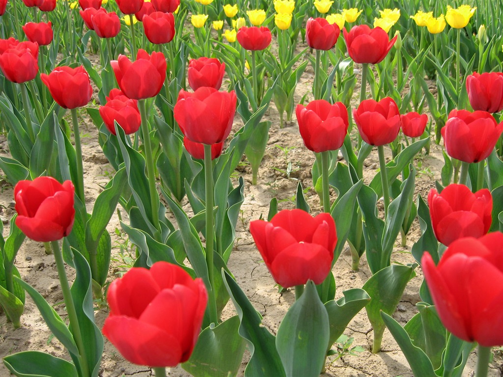 Fond d'écran album Tulip (6) #17 - 1024x768