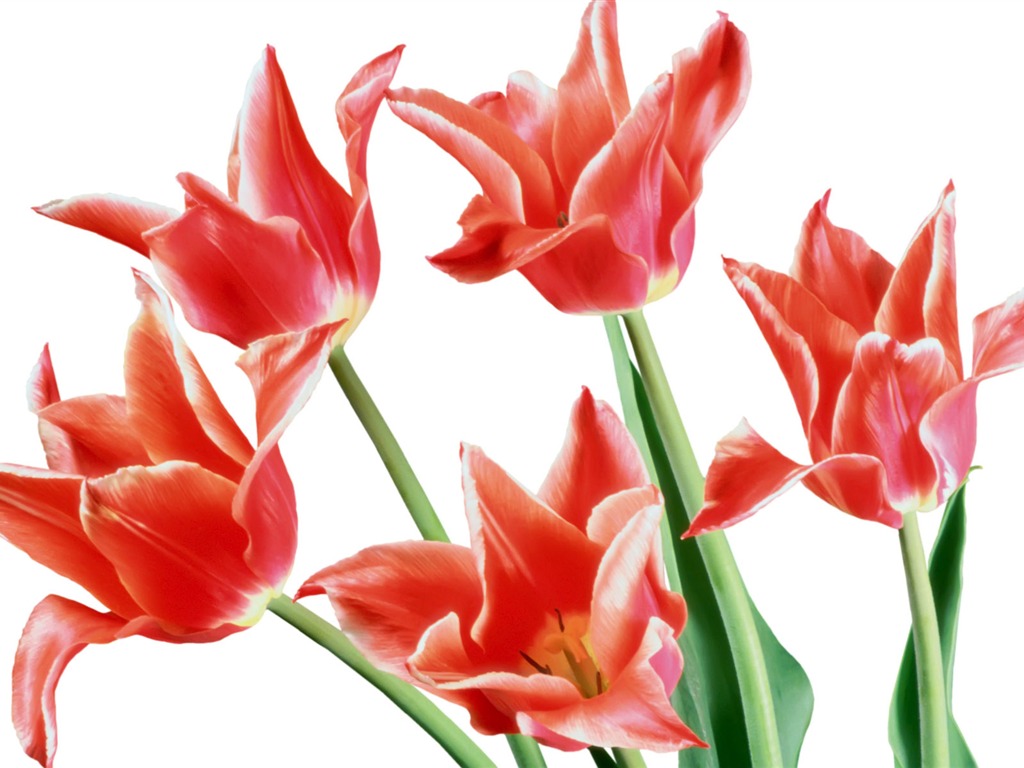 Tulip wallpaper album (7) #3 - 1024x768