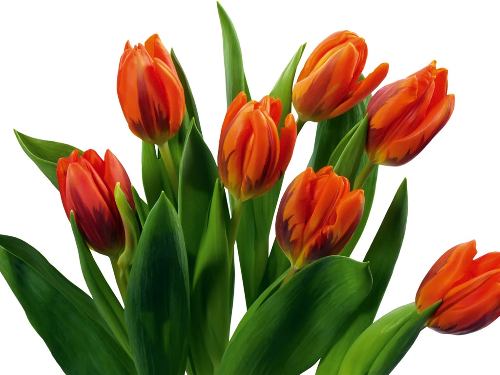 Tulip wallpaper album (7) #12 - 1024x768