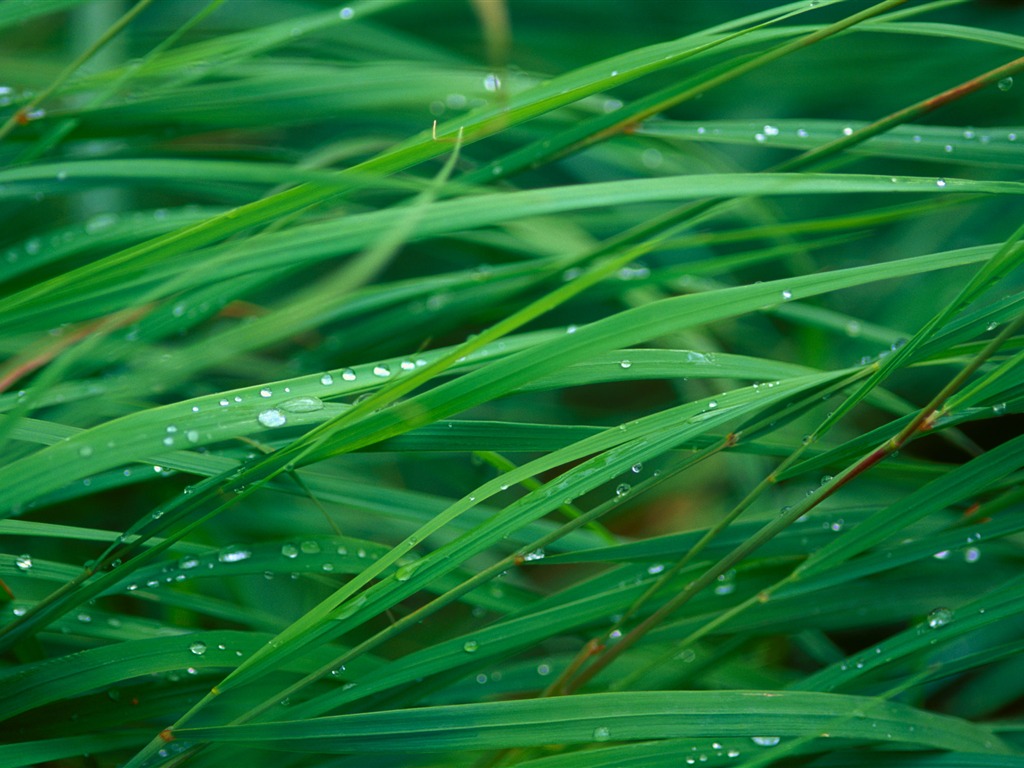 Large green leaves close-up flower wallpaper (1) #2 - 1024x768