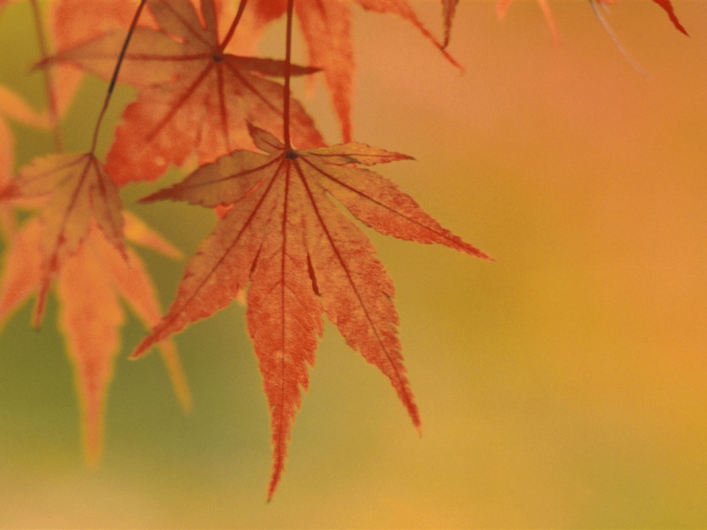 超大鲜花绿叶特写 壁纸(一)3 - 1024x768