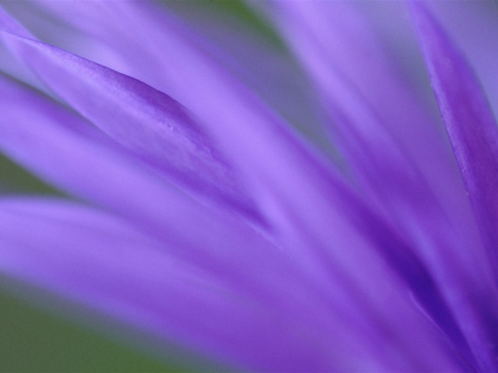 Large green leaves close-up flower wallpaper (1) #4 - 1024x768