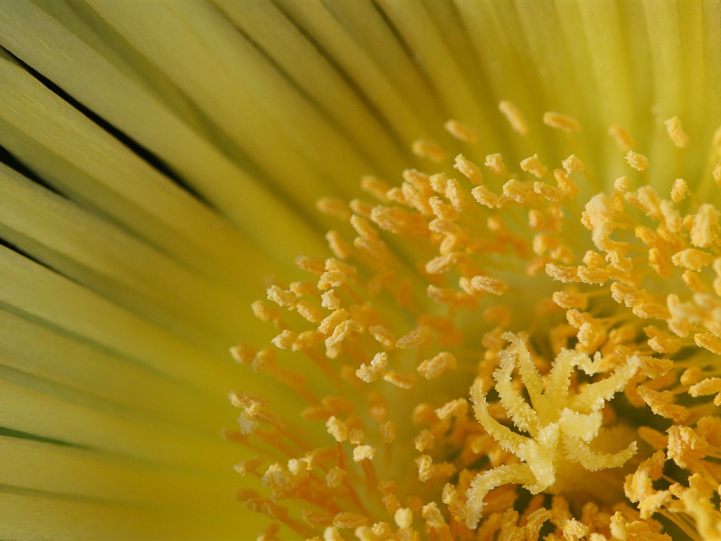 超大鲜花绿叶特写 壁纸(一)5 - 1024x768