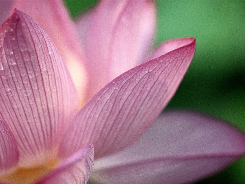 Large green leaves close-up flower wallpaper (1) #7 - 1024x768