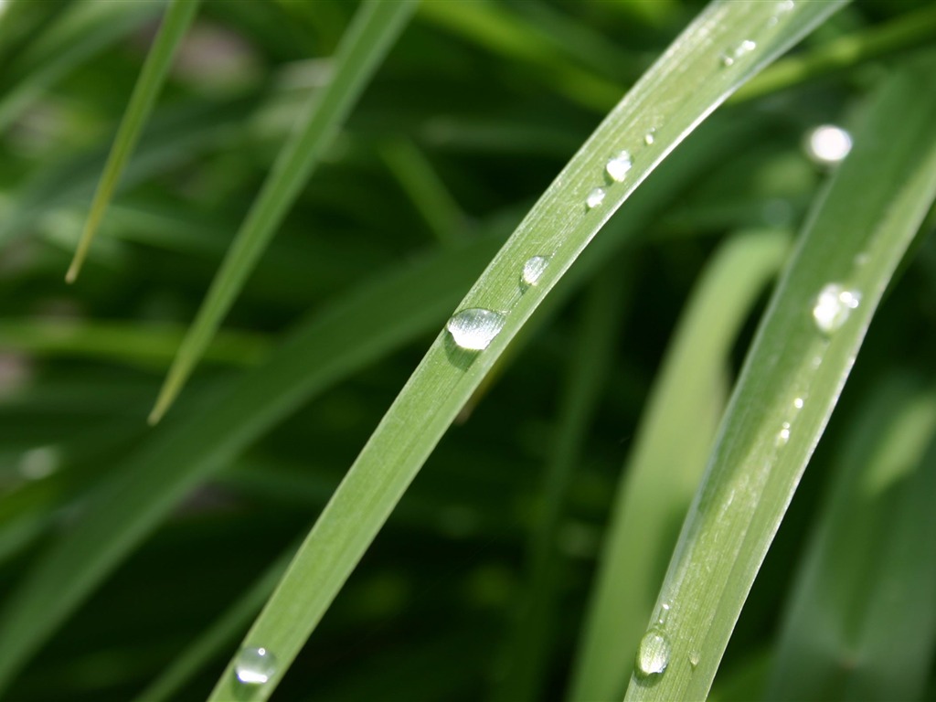 Large green leaves close-up flower wallpaper (1) #10 - 1024x768