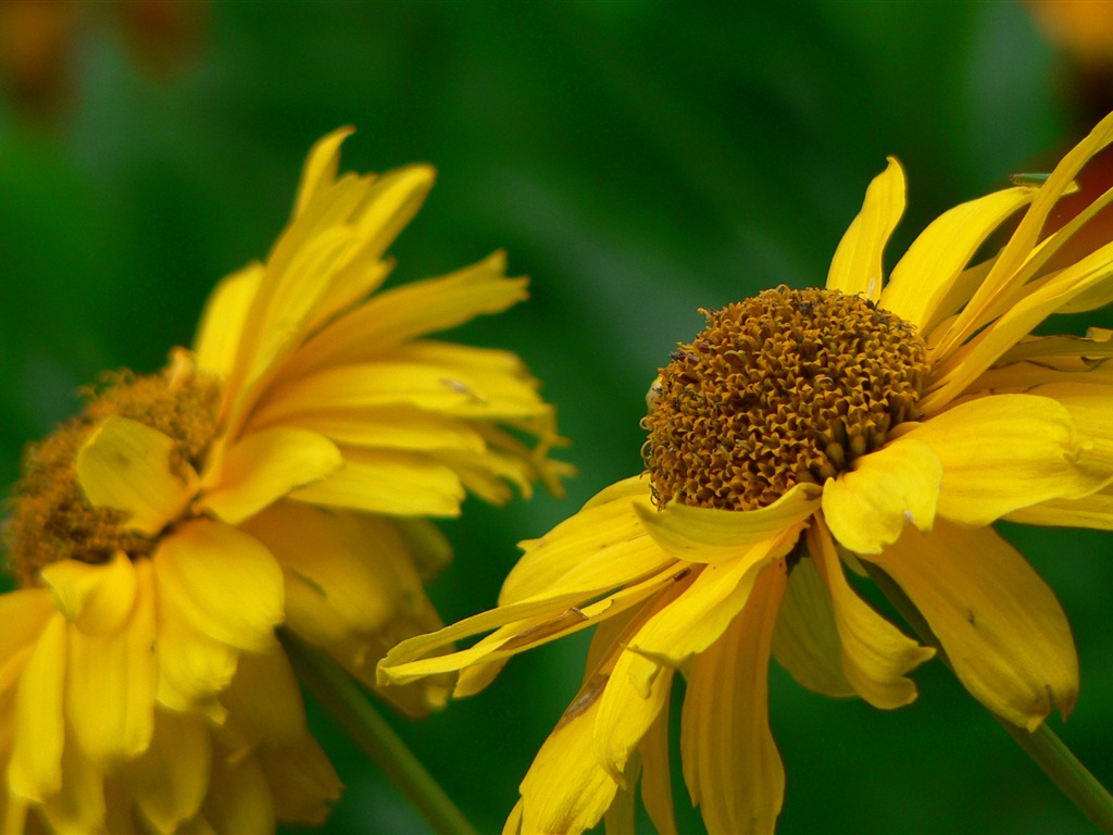 Large green leaves close-up flower wallpaper (1) #12 - 1024x768