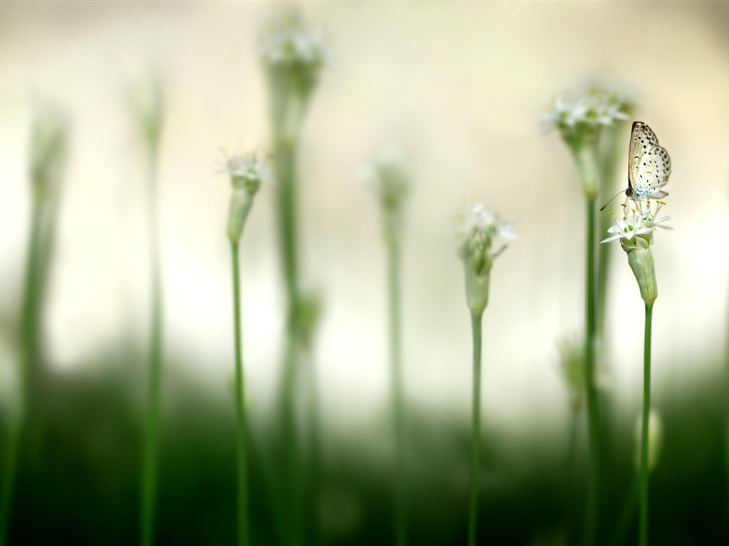 Large green leaves close-up flower wallpaper (1) #13 - 1024x768