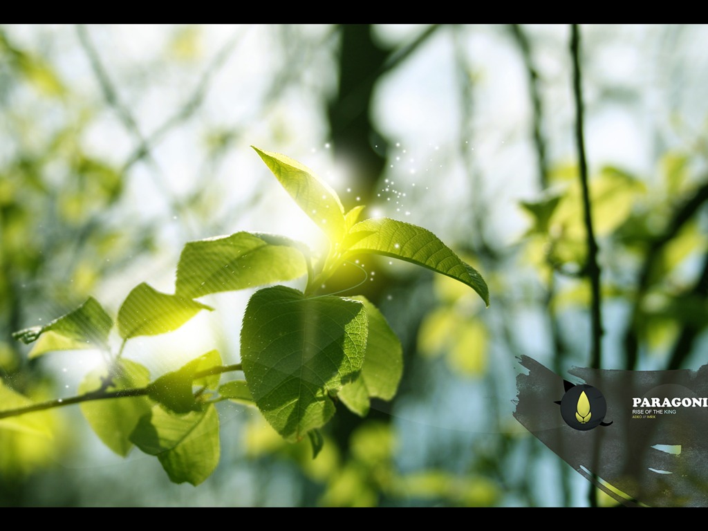 Large green leaves close-up flower wallpaper (1) #17 - 1024x768