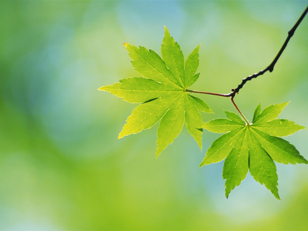 Large green leaves close-up flower wallpaper (1) #18 - 1024x768