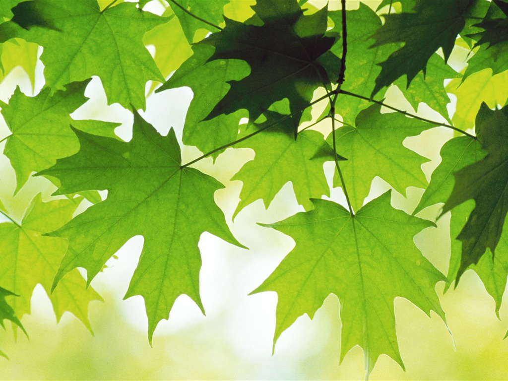 Large green leaves close-up flower wallpaper (2) #1 - 1024x768