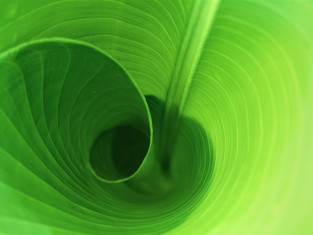 Large green leaves close-up flower wallpaper (2) #3 - 1024x768