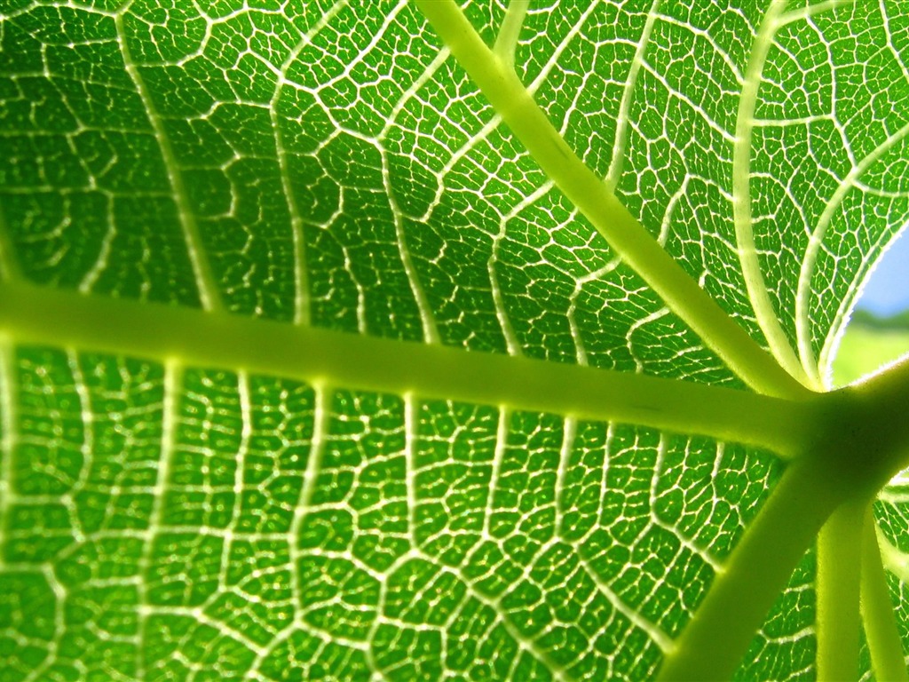 Large green leaves close-up flower wallpaper (2) #13 - 1024x768