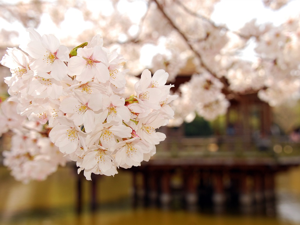 超大鲜花绿叶特写 壁纸(二)16 - 1024x768