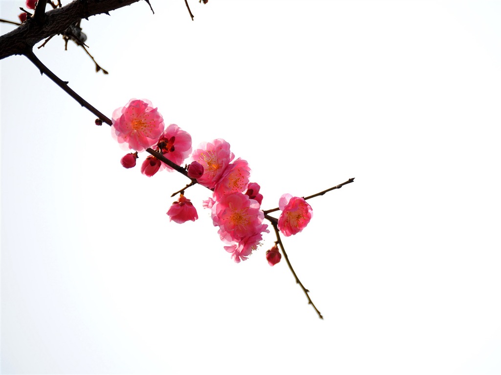 梅花 (紅粉佳人526作品) #3 - 1024x768
