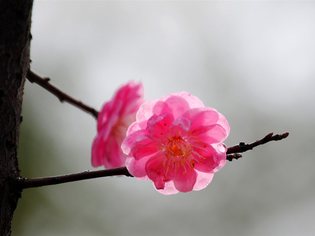 Švestka (Pink 526 záznamů) #9 - 1024x768