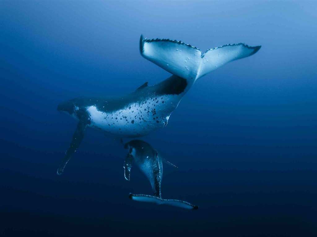 Oceans 海洋 高清壁紙 #3 - 1024x768
