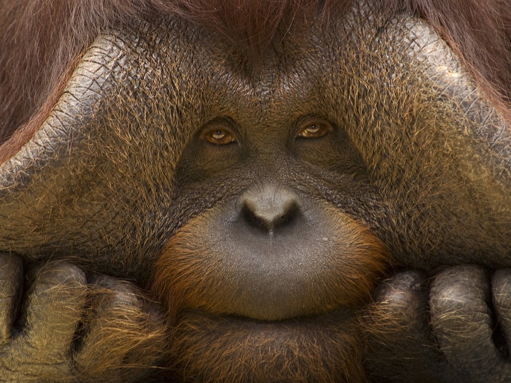 動物壁紙合集(22) #15 - 1024x768