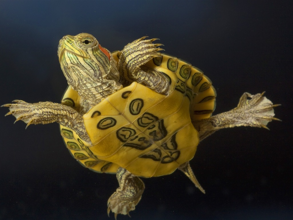 Animal Wallpaper Collection (22) #18 - 1024x768