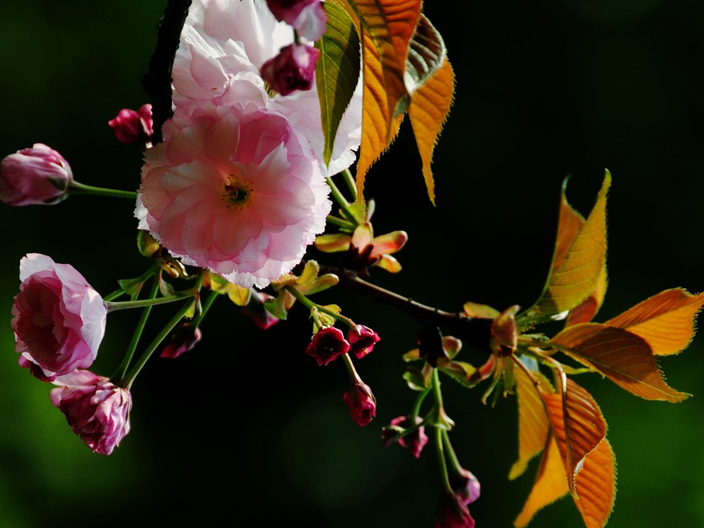 これらの花（Pretty in Pinkで526エントリ） #15 - 1024x768