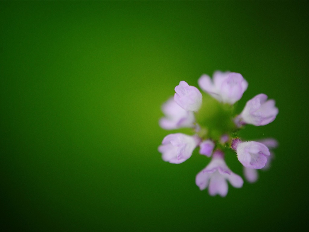 Flowers macro (Pretty in Pink 526 entries) #6 - 1024x768