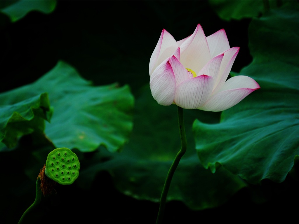 Lotus (Pretty in Pink 526 entries) #15 - 1024x768