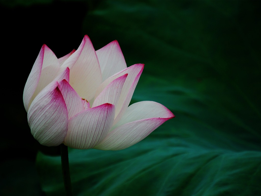 Lotus (Pretty in Pink 526 entries) #19 - 1024x768