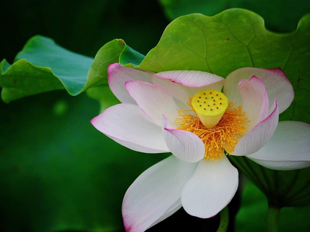 Lotus (Pretty in Pink 526 záznamů) #20 - 1024x768