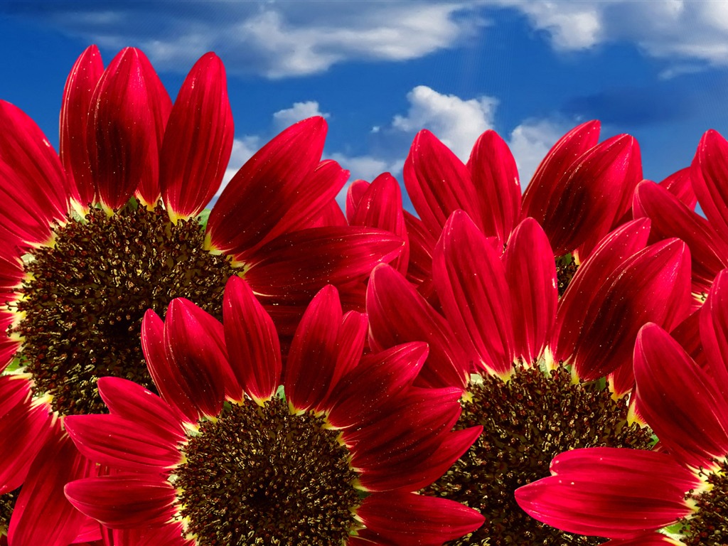 Beautiful Sonnenblumen Nahaufnahme Wallpaper (1) #11 - 1024x768